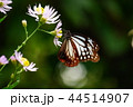 アサギマダラ 44514907