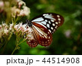 アサギマダラ 44514908