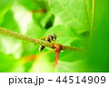 フタモンアシナガバチ 44514909