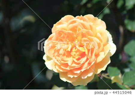薔薇　モリニュー 44515046