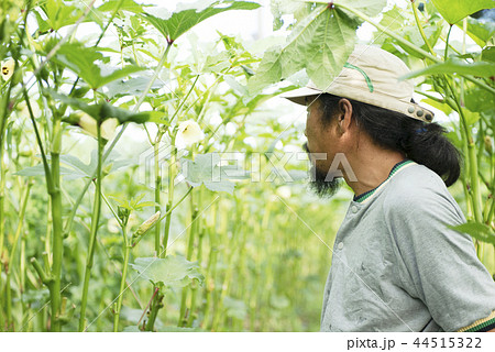 農業を営む男性 44515322