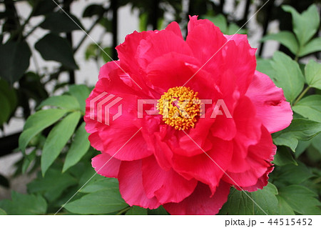 牡丹　　～ ～ ぼたん ～ ～  44515452