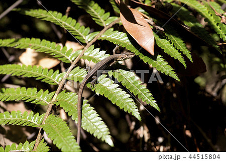 カナヘビ 44515804