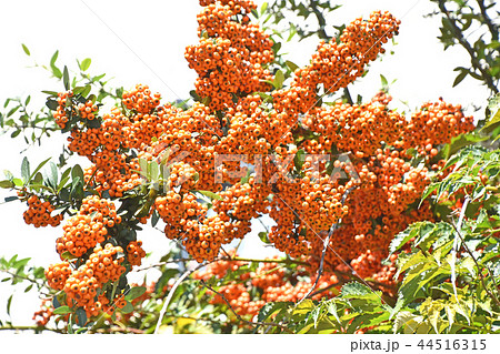 ピラカンサ 44516315