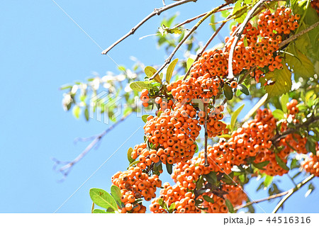 ピラカンサ 44516316