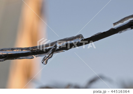 Frozen branch of tree outside in the fall 44516364