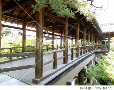 東福寺　初夏の通天橋の緑 44516477