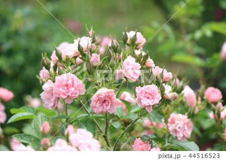 薔薇 ピンク グルーテンドルスト 薔薇 ピンク グルーテンドルスト 44516523
