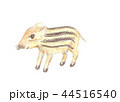 イノシシ 44516540