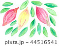 カカオ1 44516541