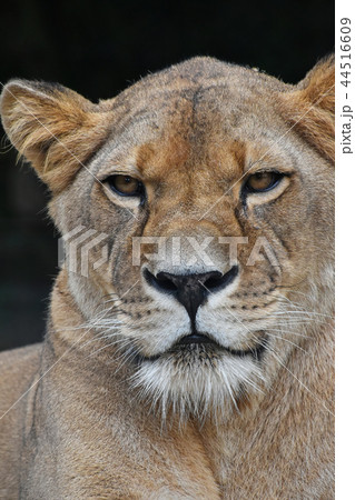 Close up portrait of female African lioness 44516609