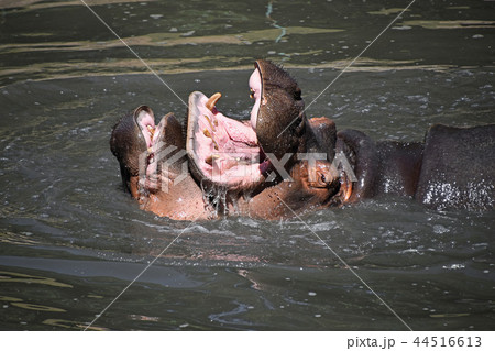 Couple of hippos swim and play in water Couple of hippos swim and play in water 44516613