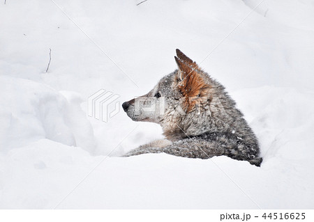 Grey wolf resting in deep snow winter den lair 44516625