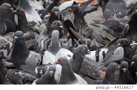Close up flock of many pigeons on the ground 44516627