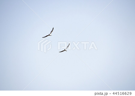 Two sea gulls flying hovering in cloudy sky 44516629