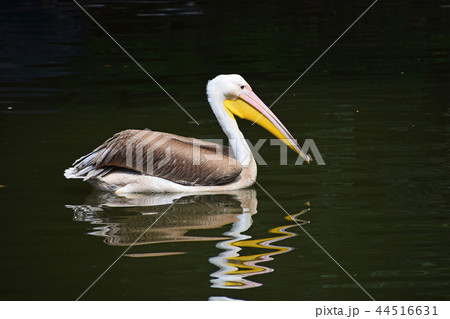 Close up one pelican swims and rows in water 44516631
