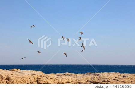 Flock of many seagulls flying hovering in blue sky 44516656