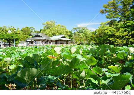 鎌倉・鶴岡八幡宮 44517006