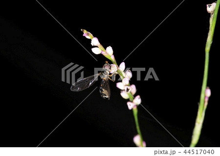 ツマグロコシボソハナアブ ツマグロコシボソハナアブ 44517040