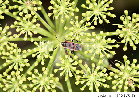 ヒメホシカメムシ 44517048