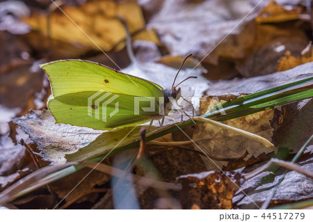 Butterfly - Common Brimstone 44517279