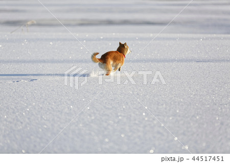 雪原を走る柴犬 雪原を走る柴犬 44517451