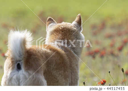 野原で遊ぶ柴犬 44517455