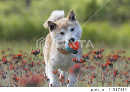 野原で遊ぶ柴犬 44517459