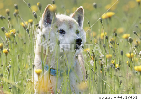 野原で遊ぶ柴犬 44517461