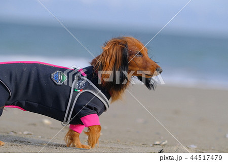 ダックス カニンヘン 可愛い ダックス カニンヘン 可愛い 44517479