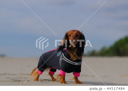 ダックス カニンヘン 可愛い ダックス カニンヘン 可愛い 44517484