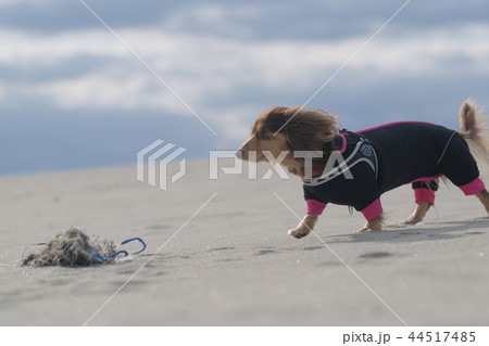 ダックス　カニンヘン　可愛い 44517485