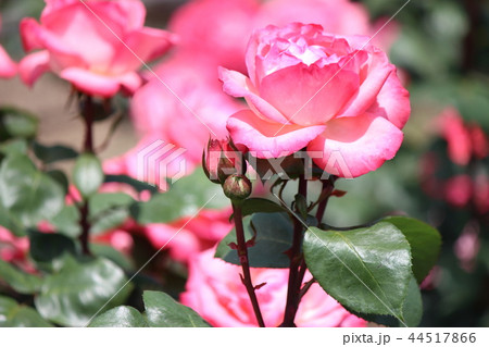 薔薇　ピンクパンサー 44517866