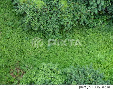 鳥瞰図 林 森 44518748