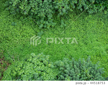 鳥瞰図 林 森 44518753