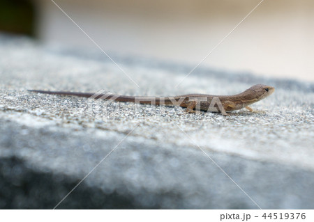 ニホンカナヘビの横顔 44519376