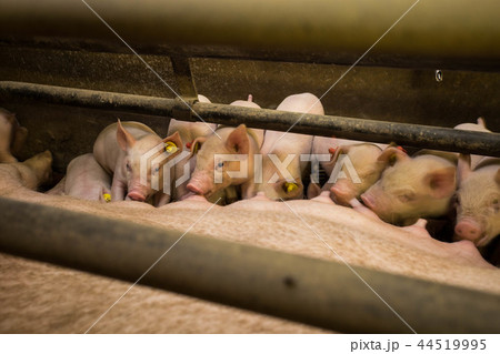 Mother pig locked in a cage with her piglets  44519995