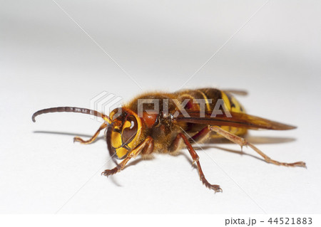 big hornet on white background 44521883