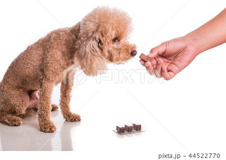 Feed pet dog with chewable heartworm protection Feed pet dog with chewable heartworm protection 44522770