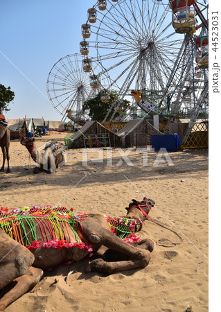 インド ラジャスタン州のプシュカル ラクダサファリ用の着飾ったラクダ 移動遊園地の観覧車 インド ラジャスタン州のプシュカル ラクダサファリ用の着飾ったラクダ 移動遊園地の観覧車 44523031