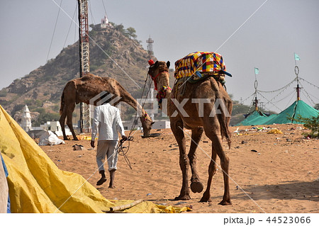 インド ラジャスタン州のプシュカル 砂漠を移動するラクダとラクダ使いの男 インド ラジャスタン州のプシュカル 砂漠を移動するラクダとラクダ使いの男 44523066
