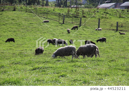 羊_ハイジ牧場 羊_ハイジ牧場 44523211