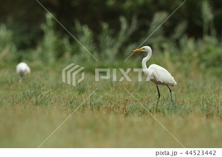生き物　野鳥　チュウサギ、十月の石垣島。数羽の群れが牧草地で休息と採餌中 44523442