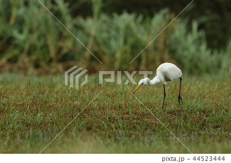 生き物　野鳥　チュウサギ、獲物を見つけてソッ近づくところ。バッタなどの昆虫を食べているようです 44523444