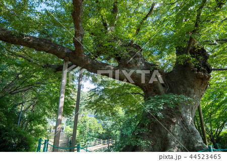 金山城跡　新田神社　金山の大ケヤキ　太田市　 44523465