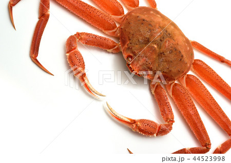 ズワイガニ 44523998