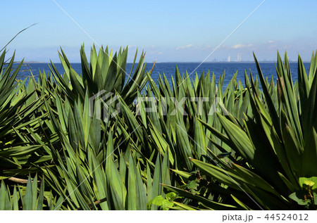 ユッカと水平線 44524012