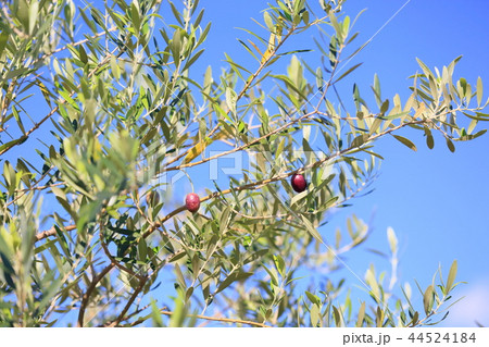 秋の公園　オリーブの実 44524184