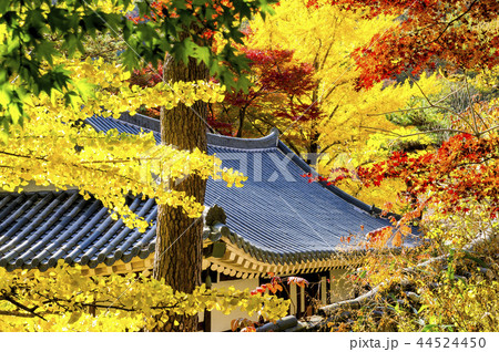 大雄殿 蔓延山 季節 44524450