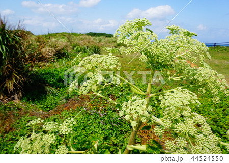 宮古島の植物 宮古島の植物 44524550
